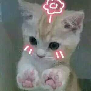 微信恶搞搞怪傻屌群聊撕逼杂图斗图表情包