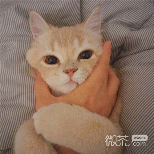 可爱搞怪喵星人微信头像
