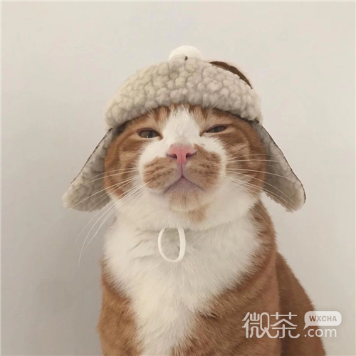 可爱搞怪喵星人微信头像