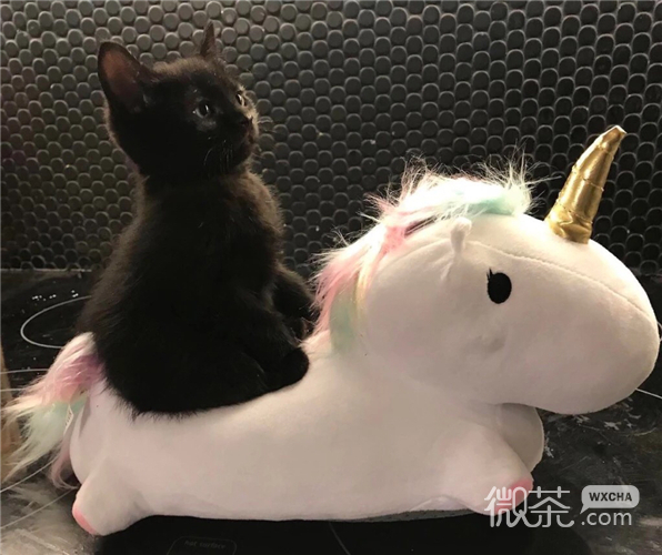 可爱搞怪喵星人微信头像