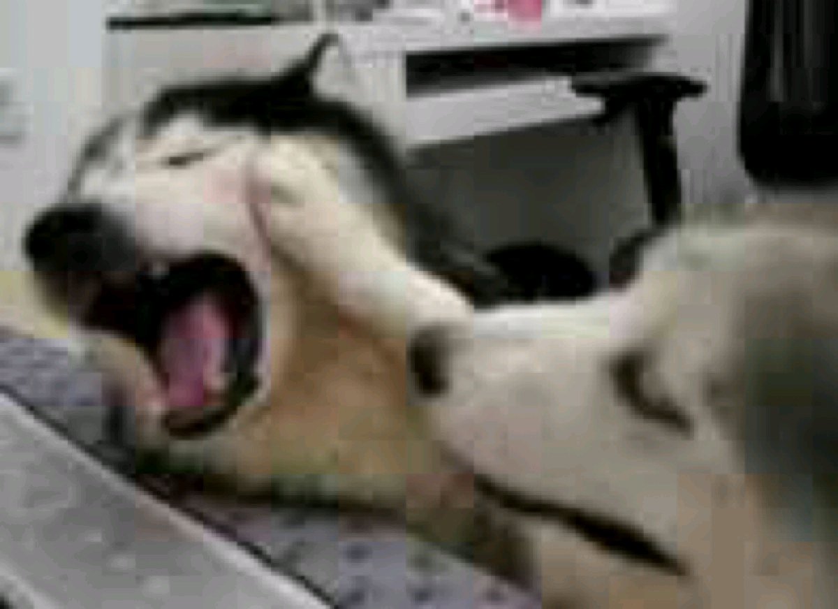 微信恶搞逗比傻屌群聊表情包