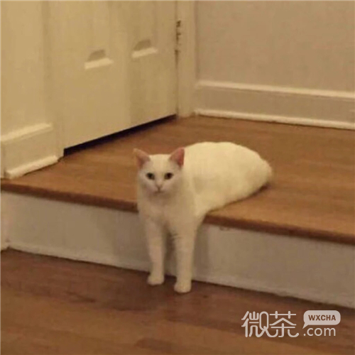 可爱搞怪喵星人微信头像