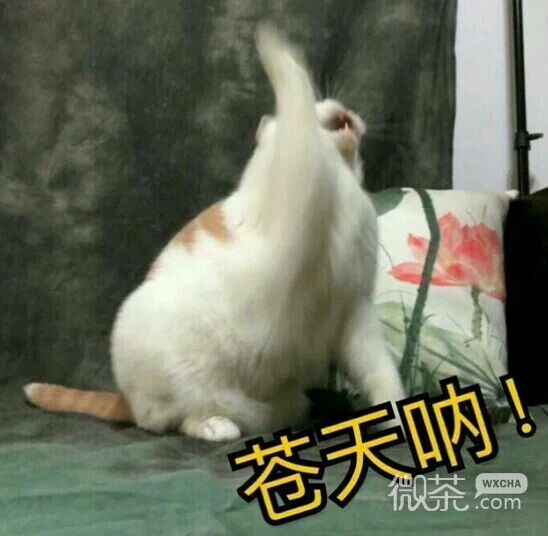 微信近期斗图恶搞表情包2019/3/7