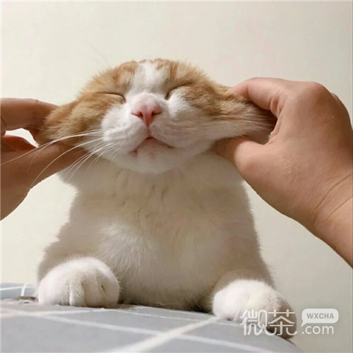 可爱搞怪喵星人微信头像