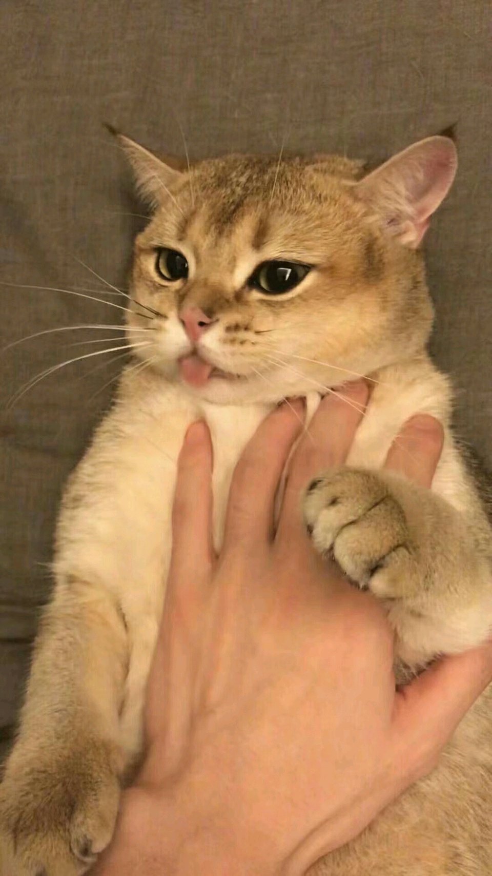 微信可爱爆笑喵星人表情包