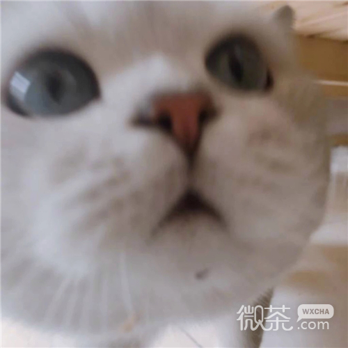 可爱搞怪喵星人微信头像