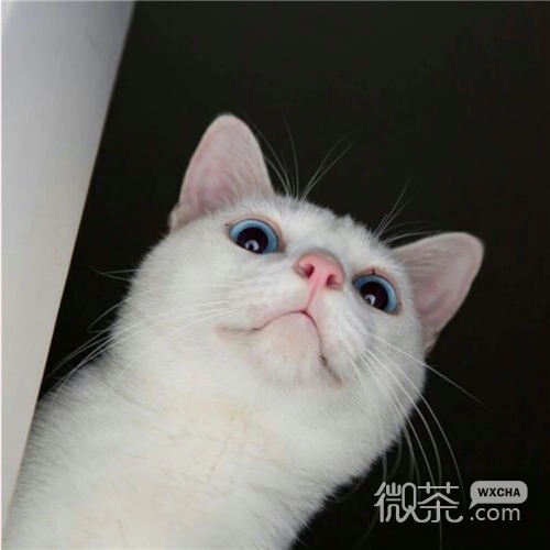 可爱搞怪喵星人微信头像