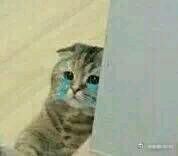 微信群聊聊天斗图表情包