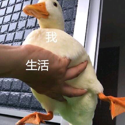 微信恶搞逗比傻屌群聊表情包