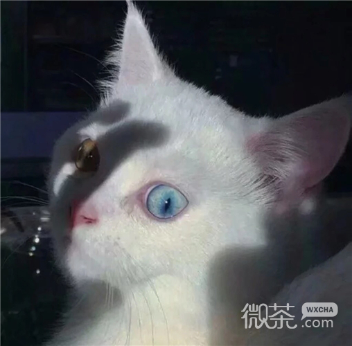 可爱搞怪喵星人微信头像