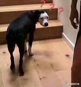 卑微到开花微信斗图表情包