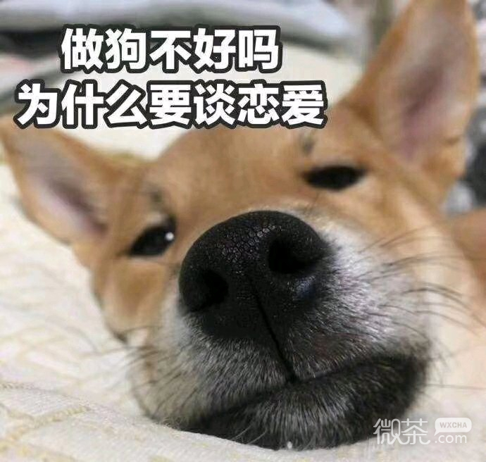 微信搞怪笑死了斗图表情包