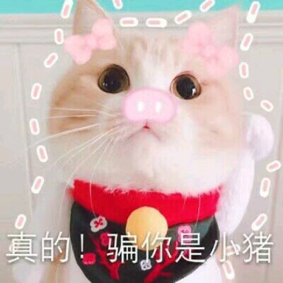 聊天群聊斗图微信表情包