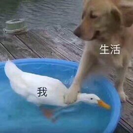 微信恶搞调侃斗图表情包