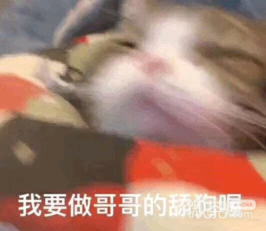 微信搞怪笑死了斗图表情包