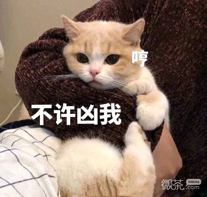 微信搞怪笑死了斗图表情包