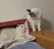 微信近期恶搞斗图表情包2019/3/8(二)