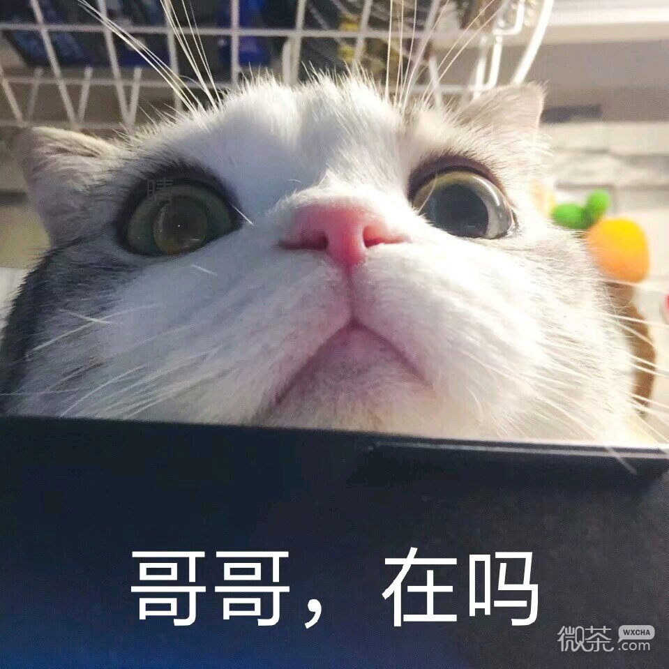 我慌了微信恶搞斗图表情包