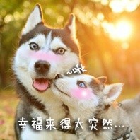 可爱搞怪的微信最新二哈带字表情包下载
