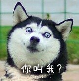 可爱搞怪的微信最新二哈带字表情包下载