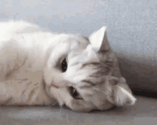 微信搞怪恶搞傻屌斗图群聊表情包