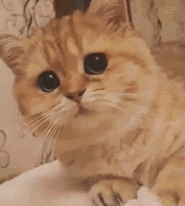 搞怪恶搞傻屌斗图微信表情包