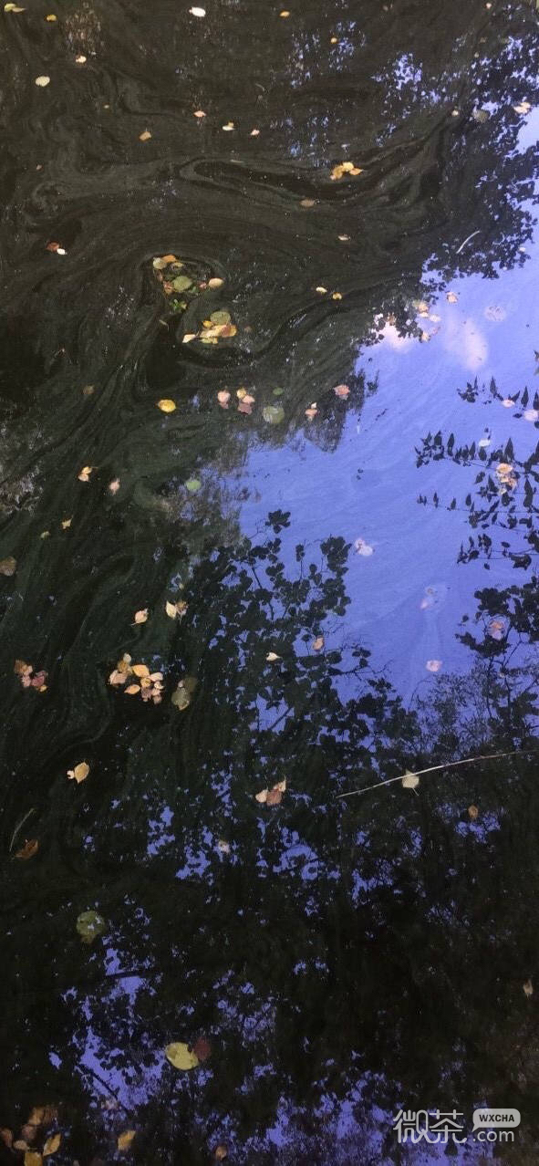 微信唯美好看梦幻风景静物聊天背景
