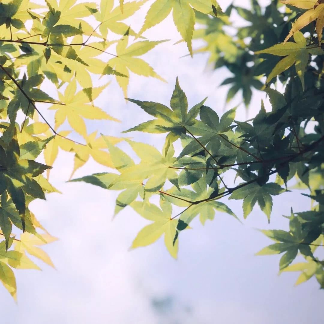 唯美风景微信图片