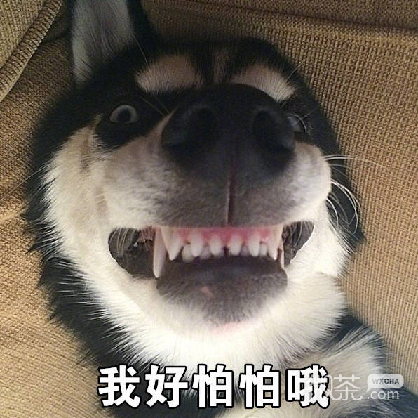 微信调皮搞怪斗图表情包