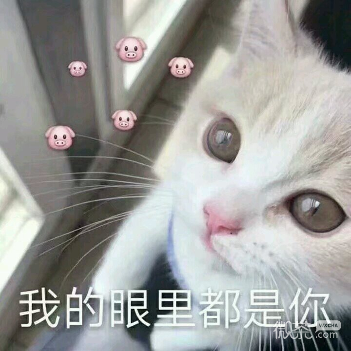 微信搞怪滑稽喵星人斗图表情包