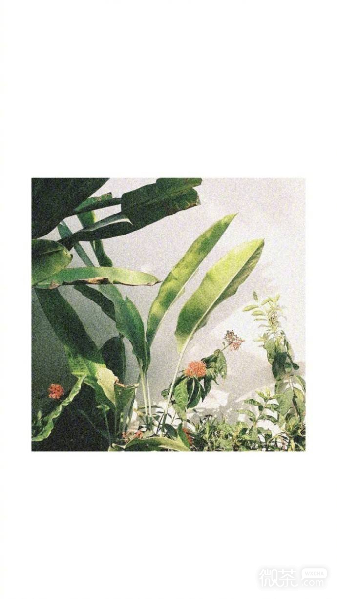 微信唯美梦幻简洁聊天背景