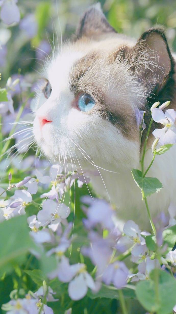 微信唯美文艺简约风景静物聊天背景