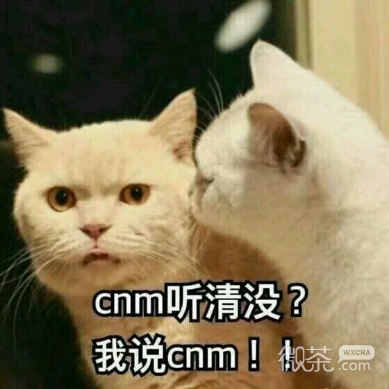 微信搞怪滑稽喵星人斗图表情包