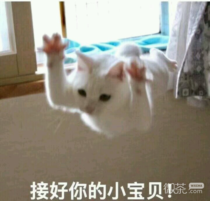 微信搞怪滑稽喵星人斗图表情包