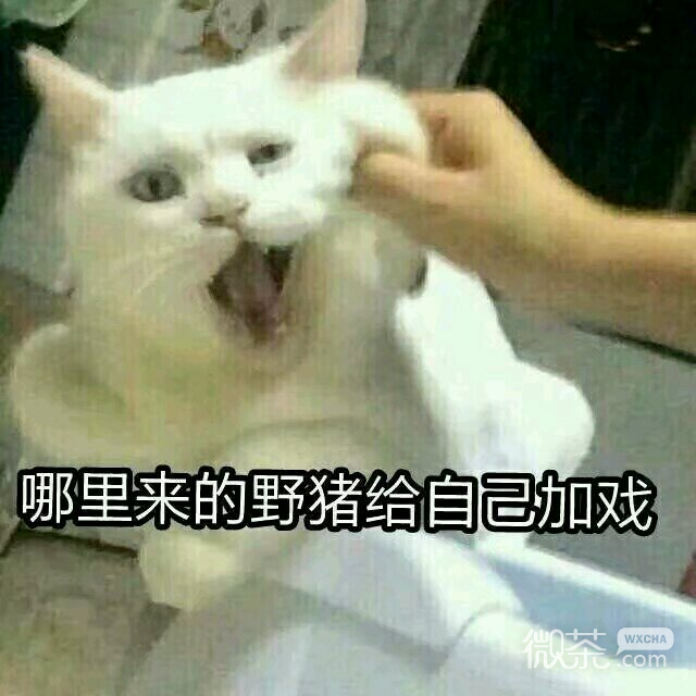 微信爆笑套系恶搞斗图表情包