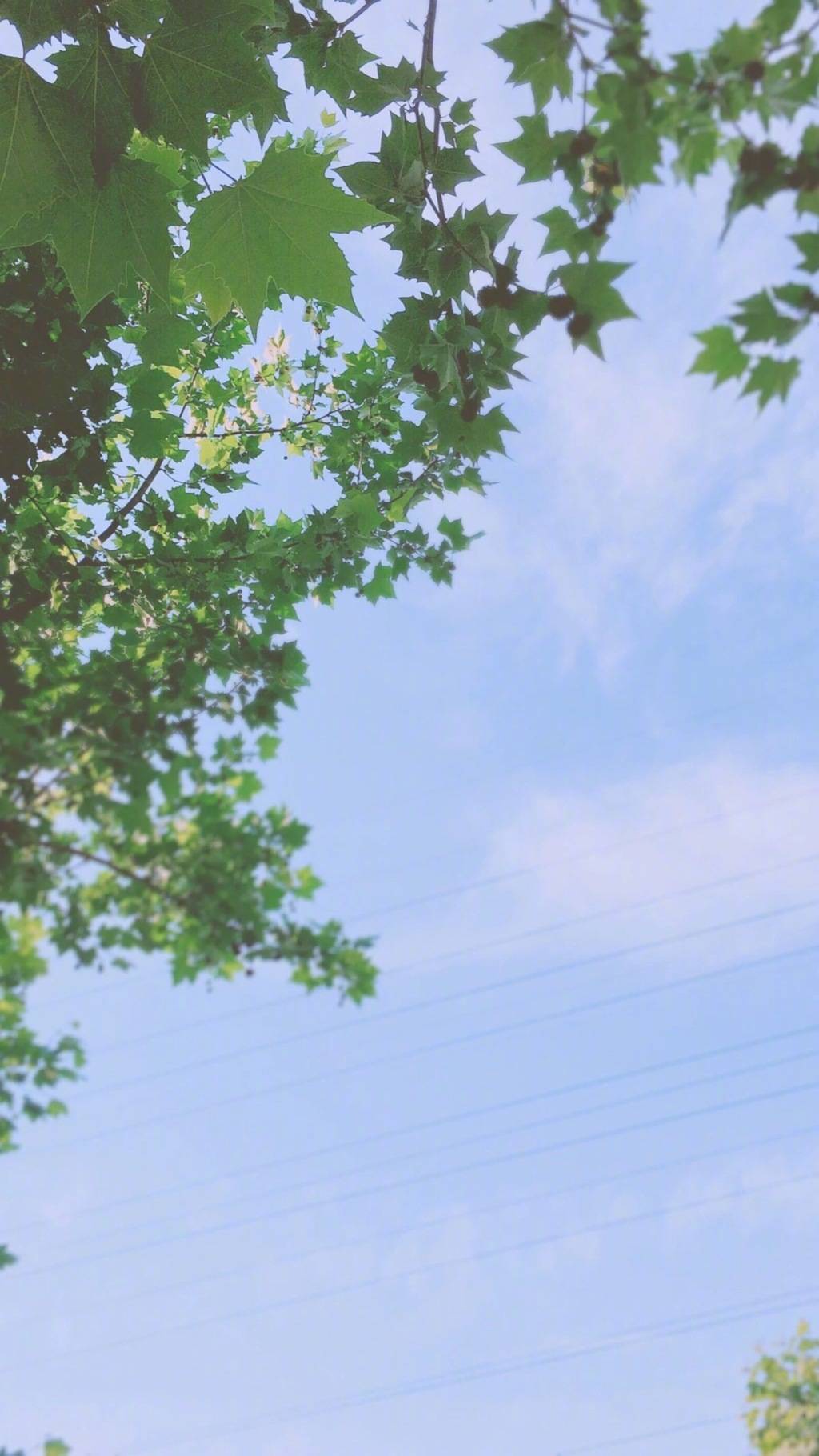 微信唯美文艺简约风景静物聊天背景