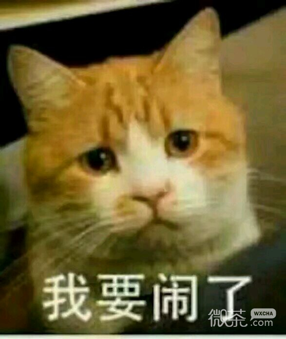 微信搞怪滑稽喵星人斗图表情包