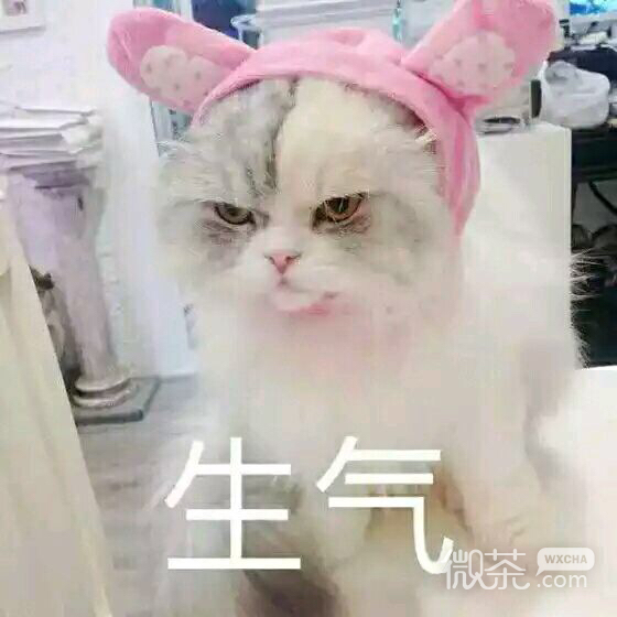 微信聊天斗图表情包