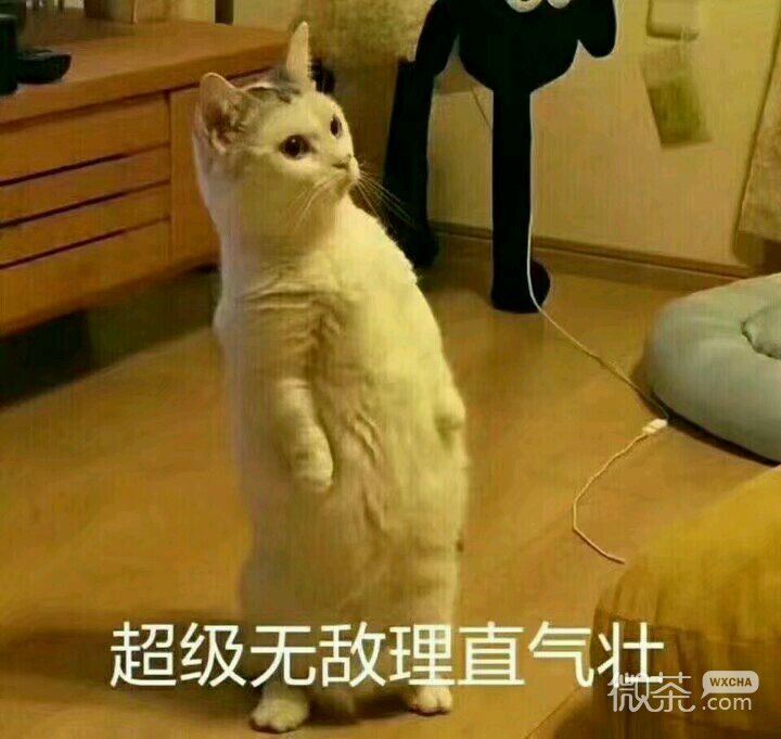 微信搞怪滑稽喵星人斗图表情包