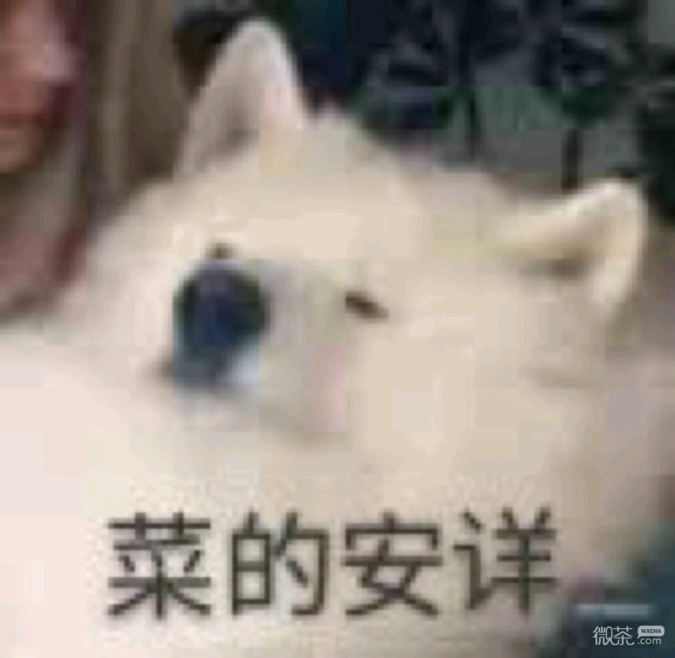 微信幽默套系傻屌斗图表情包