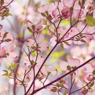 微信好看唯美文艺意境风景头像