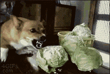 微信恶搞笑死了斗图GIF表情包