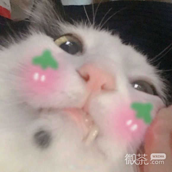 微信笑死了逗比斗图表情包