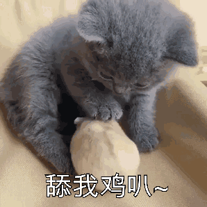 微信可爱傻屌斗图表情包合集