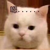 微信可爱傻屌斗图表情包合集