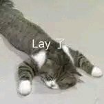 微信可爱傻屌斗图表情包合集