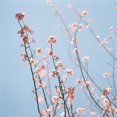 微信吉利唯美风景静物头像