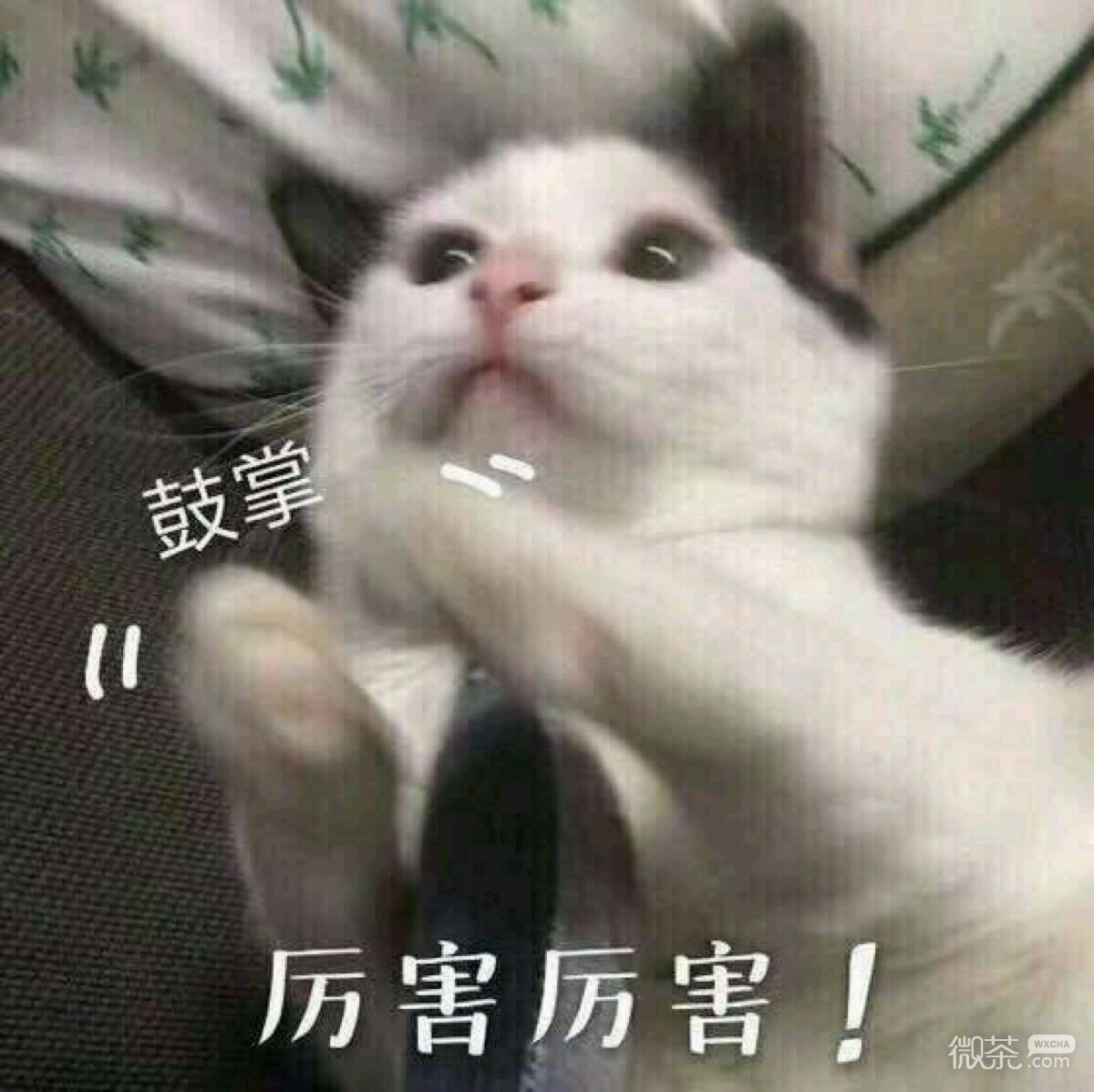 消息可靠吗微信恶搞表情包