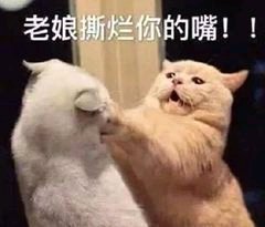 微信恶搞虐狗斗图表情包