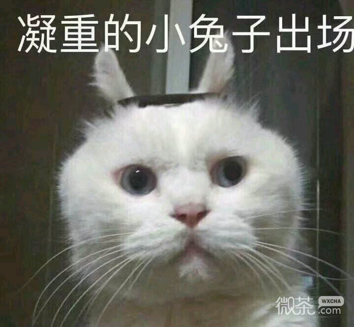 微信恶搞舔狗傻屌斗图表情包